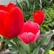 ヒメ日記 2026/04/01 10:08 投稿 天音 素人妻達☆マイふぇらレディー