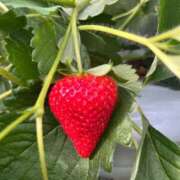 ヒメ日記 2026/04/29 09:07 投稿 天音 素人妻達☆マイふぇらレディー