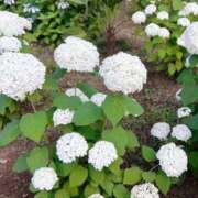 ヒメ日記 2025/06/20 11:48 投稿 こひな 出会い系人妻ネットワーク 春日部〜岩槻編