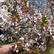 ヒメ日記 2026/04/18 19:21 投稿 りむ ポッキリ学園 ～モテモテハーレムごっこ～