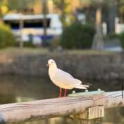 ヒメ日記 2025/01/12 11:19 投稿 太田　ゆり 昼下がりの情事
