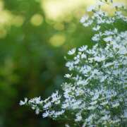 ヒメ日記 2025/01/13 15:38 投稿 太田　ゆり 昼下がりの情事