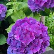 ヒメ日記 2025/05/31 11:49 投稿 太田　ゆり 昼下がりの情事