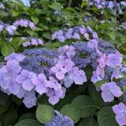 ヒメ日記 2025/06/09 10:10 投稿 太田　ゆり 昼下がりの情事