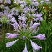 ヒメ日記 2025/06/26 12:00 投稿 太田　ゆり 昼下がりの情事