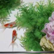 ヒメ日記 2025/07/07 12:07 投稿 太田　ゆり 昼下がりの情事