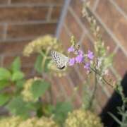 ヒメ日記 2025/07/14 12:41 投稿 太田　ゆり 昼下がりの情事