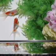 ヒメ日記 2025/07/20 11:54 投稿 太田　ゆり 昼下がりの情事