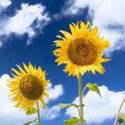 ヒメ日記 2025/08/07 12:18 投稿 太田　ゆり 昼下がりの情事