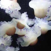 ヒメ日記 2025/08/30 12:16 投稿 太田　ゆり 昼下がりの情事