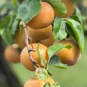 ヒメ日記 2025/09/24 14:36 投稿 太田　ゆり 昼下がりの情事