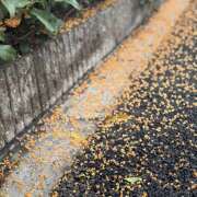 ヒメ日記 2025/11/16 12:53 投稿 太田　ゆり 昼下がりの情事