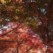 ヒメ日記 2025/11/17 11:00 投稿 太田　ゆり 昼下がりの情事