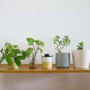 ヒメ日記 2025/10/13 21:01 投稿 さくら 深海魚