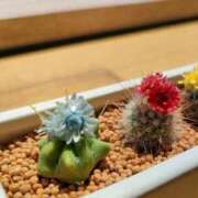 ヒメ日記 2026/02/10 12:00 投稿 さくら 深海魚