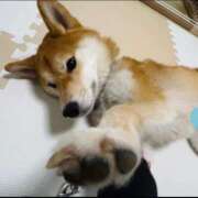 ヒメ日記 2025/02/24 17:15 投稿 ゆり CLUB PIAA