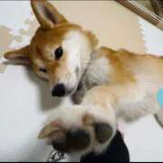 ヒメ日記 2025/02/24 17:26 投稿 ゆり CLUB PIAA