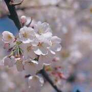 ヒメ日記 2025/04/15 07:28 投稿 すずか 京都人妻デリヘル倶楽部