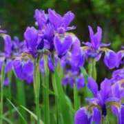 ヒメ日記 2025/05/19 16:45 投稿 すずか 京都人妻デリヘル倶楽部