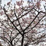 ヒメ日記 2026/02/23 11:43 投稿 かえで プレイガール(亀有)