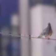 ヒメ日記 2025/08/18 03:56 投稿 クララ スイカ