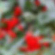 ヒメ日記 2025/11/20 10:49 投稿 クララ スイカ