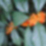 ヒメ日記 2025/11/27 15:15 投稿 クララ スイカ