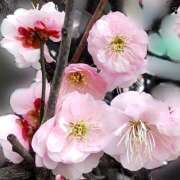 ヒメ日記 2026/03/05 08:15 投稿 クララ スイカ