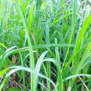 ヒメ日記 2026/05/08 15:15 投稿 クララ スイカ