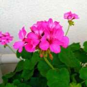 ヒメ日記 2025/08/26 17:34 投稿 清水美紀 五十路マダム　広島店