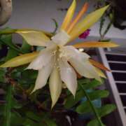 ヒメ日記 2025/09/10 20:50 投稿 清水美紀 五十路マダム　広島店