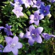 ヒメ日記 2025/09/14 10:18 投稿 清水美紀 五十路マダム　広島店