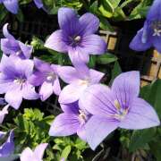 ヒメ日記 2025/09/28 22:20 投稿 清水美紀 五十路マダム　広島店