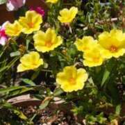 ヒメ日記 2025/09/29 09:40 投稿 清水美紀 五十路マダム　広島店