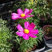 ヒメ日記 2025/10/11 21:36 投稿 清水美紀 五十路マダム　広島店