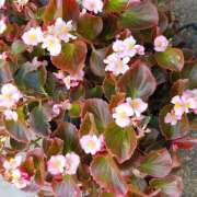 ヒメ日記 2025/10/18 23:12 投稿 清水美紀 五十路マダム　広島店