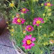 ヒメ日記 2025/10/20 01:32 投稿 清水美紀 五十路マダム　広島店