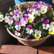 ヒメ日記 2025/10/26 23:34 投稿 清水美紀 五十路マダム　広島店