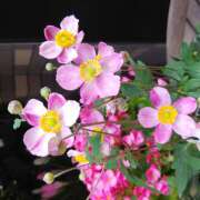 ヒメ日記 2025/11/02 23:08 投稿 清水美紀 五十路マダム　広島店