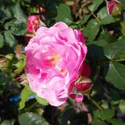 ヒメ日記 2025/11/08 23:34 投稿 清水美紀 五十路マダム　広島店