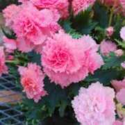 ヒメ日記 2025/11/19 21:38 投稿 清水美紀 五十路マダム　広島店