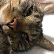 ちくわ 玄人デビューの君へ❣️✨( ◜ω◝و) و ギャルズネットワーク神戸