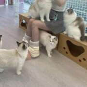 ヒメ日記 2026/03/03 19:16 投稿 ちくわ ギャルズネットワーク神戸