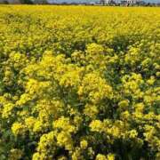 ヒメ日記 2025/08/04 08:53 投稿 あすか 桃色奥様 松戸本店