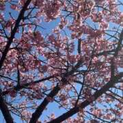 ヒメ日記 2025/11/06 12:37 投稿 あすか 桃色奥様 松戸本店