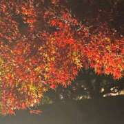 ヒメ日記 2025/11/22 15:12 投稿 あすか 桃色奥様 松戸本店