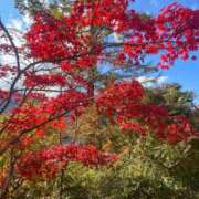 ヒメ日記 2025/11/28 11:14 投稿 あすか 桃色奥様 松戸本店