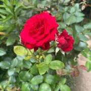 ヒメ日記 2026/02/03 16:54 投稿 あすか 桃色奥様 松戸本店