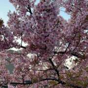 ヒメ日記 2026/03/12 10:37 投稿 あすか 桃色奥様 松戸本店