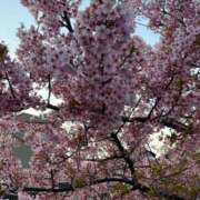 ヒメ日記 2026/03/18 10:38 投稿 あすか 桃色奥様 松戸本店